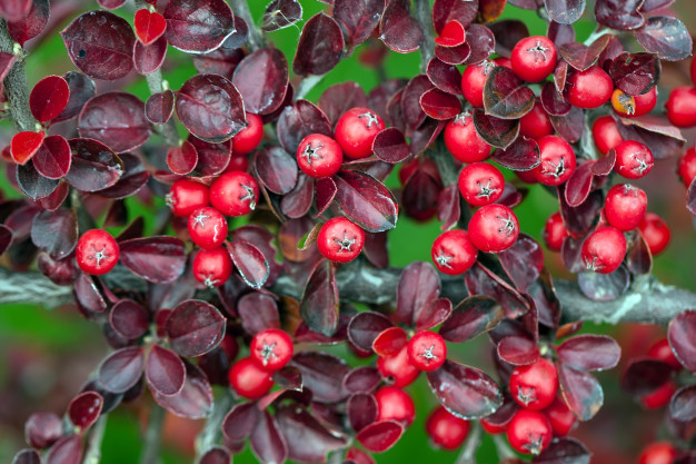 bright-red-berries-bearberry-cotoneaster_109285-2175