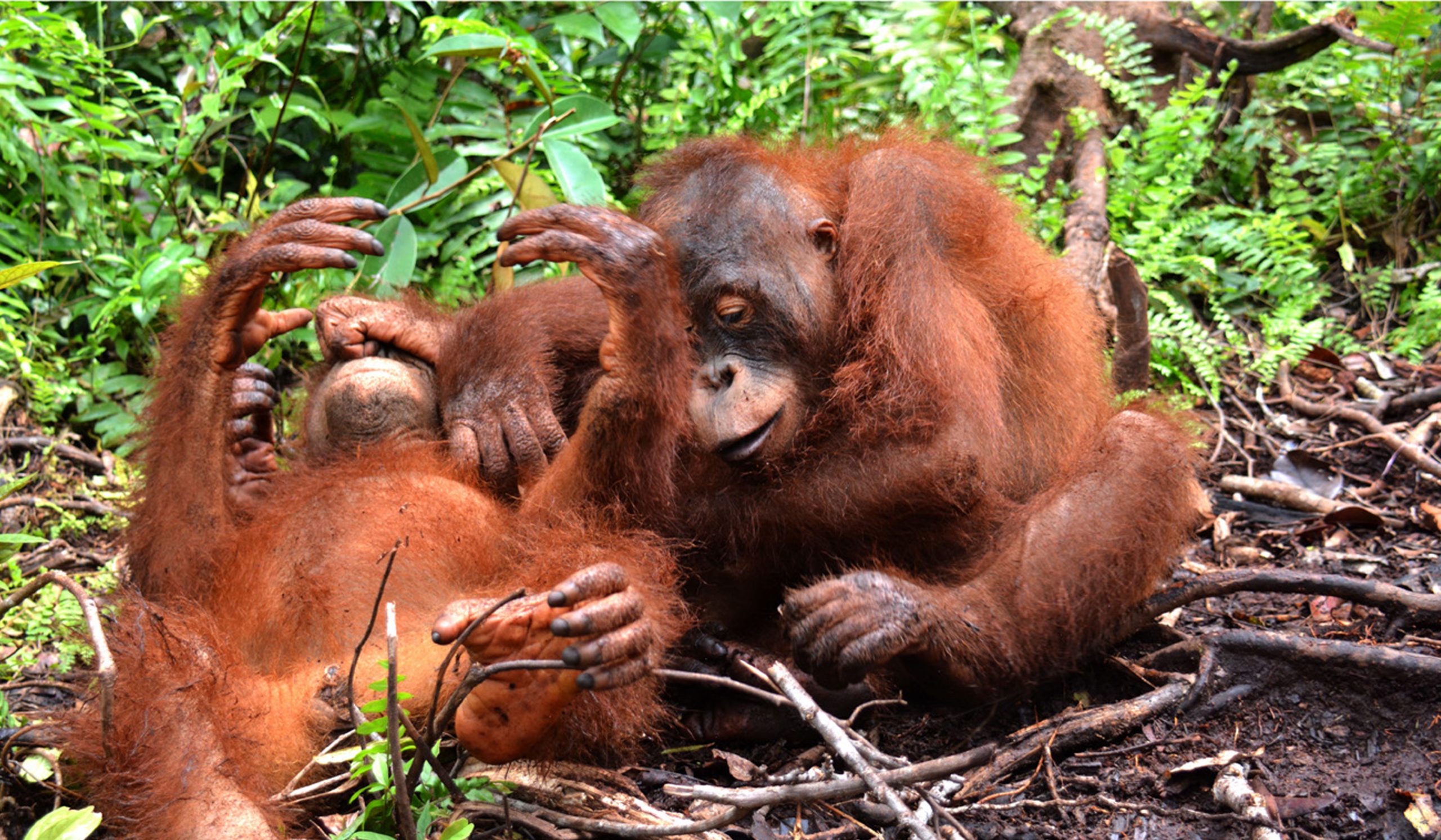 avoskin mengadopsi 3 orangutan