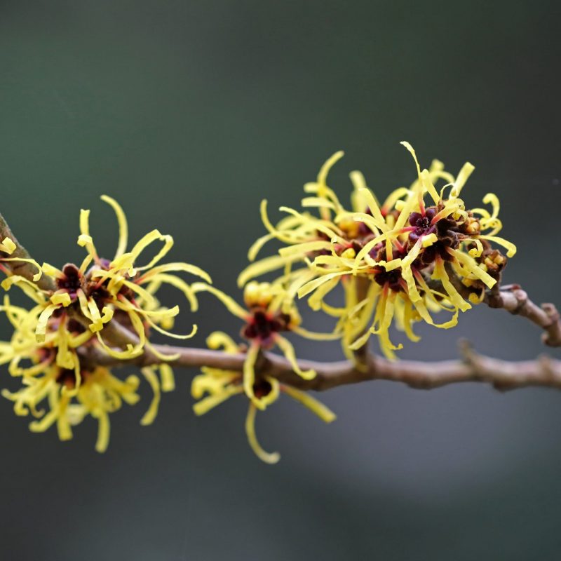 manfaat-witch-hazel-untuk-kulit-wajah-efektifkah-untuk-jerawat