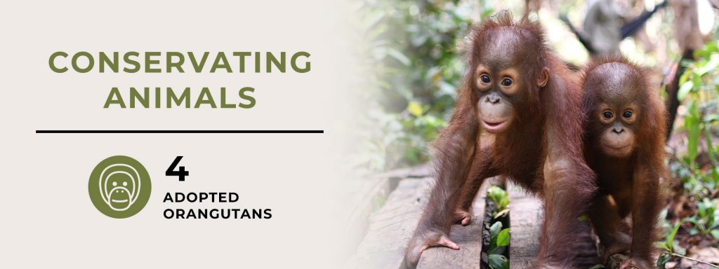 Contoh Gaya Hidup Berkelanjutan adalah Konservasi Orangutan